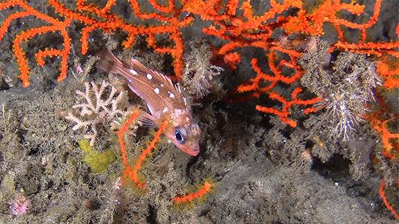 Honeycomb Rockfish