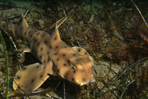 Horn Shark