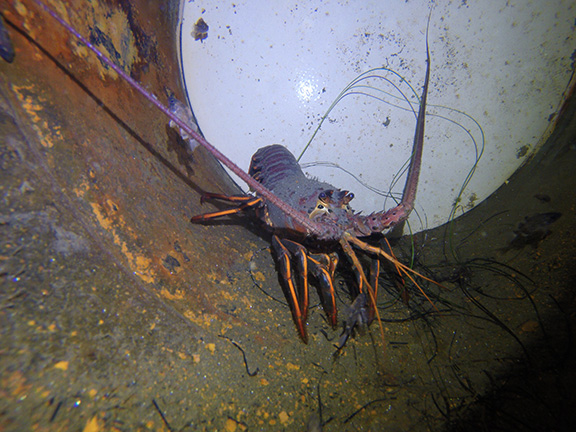 California Spiny Lobster