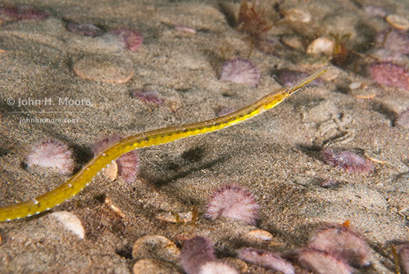 Pipefish