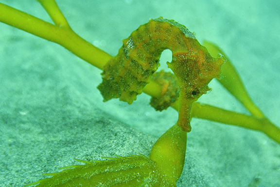 Pacific Seahorse