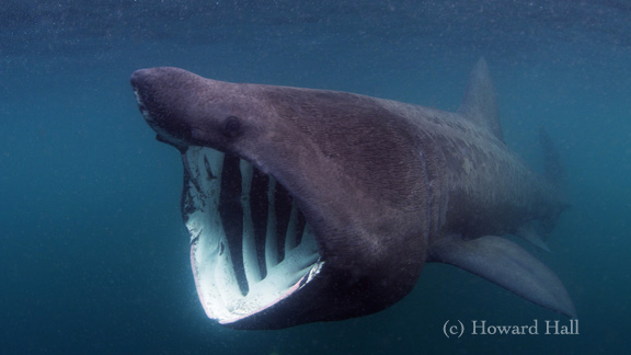 Basking Shark