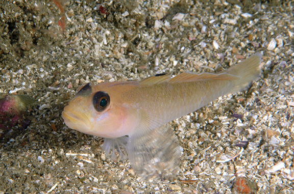 Blackeye Goby