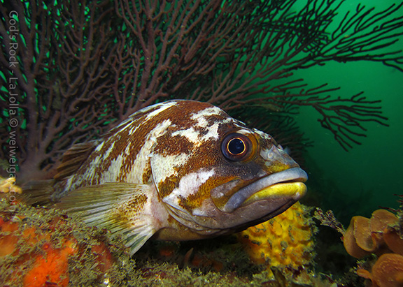 Gopher Rockfish