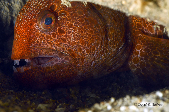 Wolf Eel