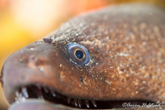 California Moray