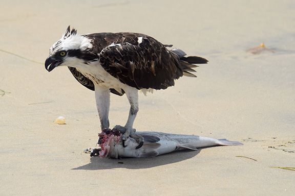 Osprey