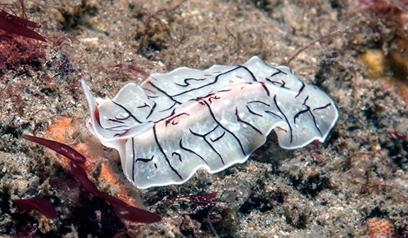 Polyclad Flatworm