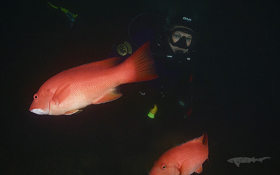 California Sheephead