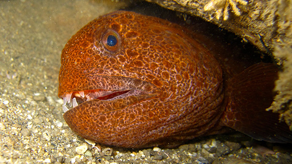 pictures of a wolf eel