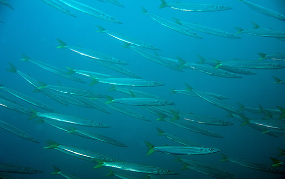 Pacific Barracuda