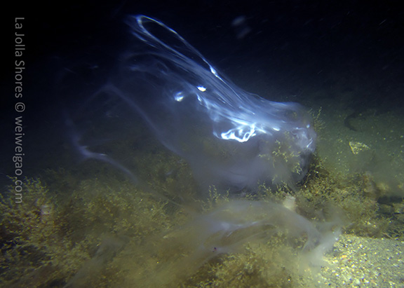 Tube Worm Spawning