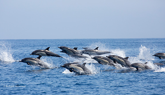 Short-Beaked Common Dolphins