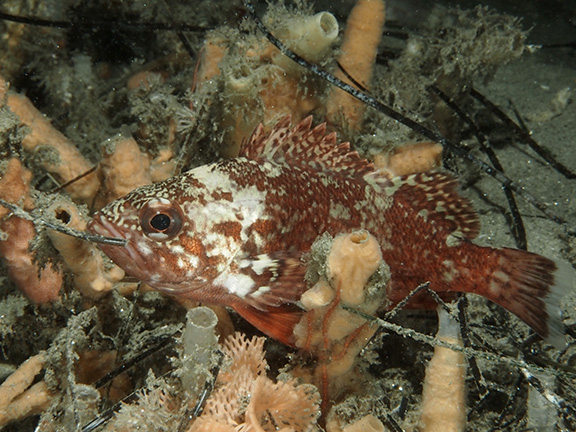 Vermilion Rockfish