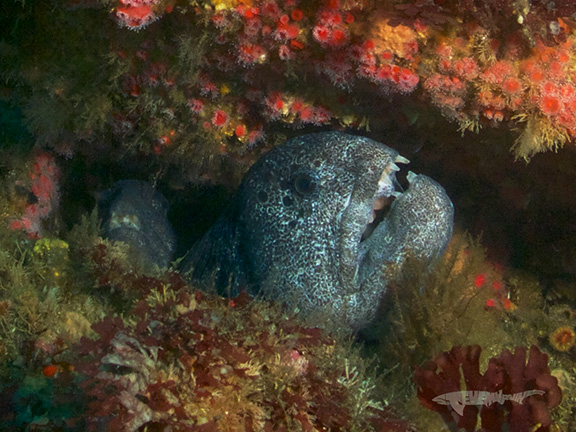 Wolf Eels