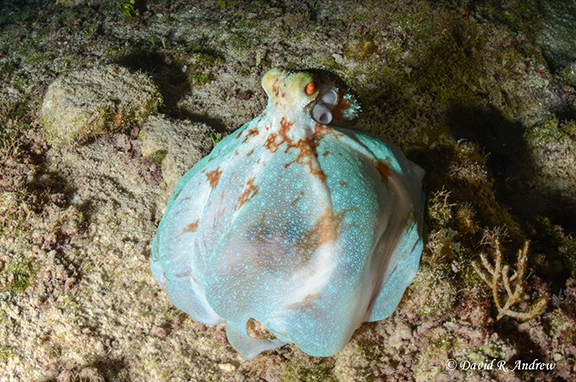 Caribbean Reef Octopus