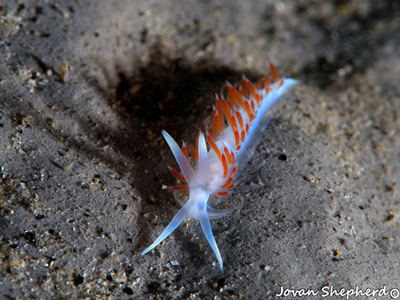 Flabellina bertschi