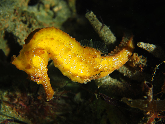 Pacific Seahorse