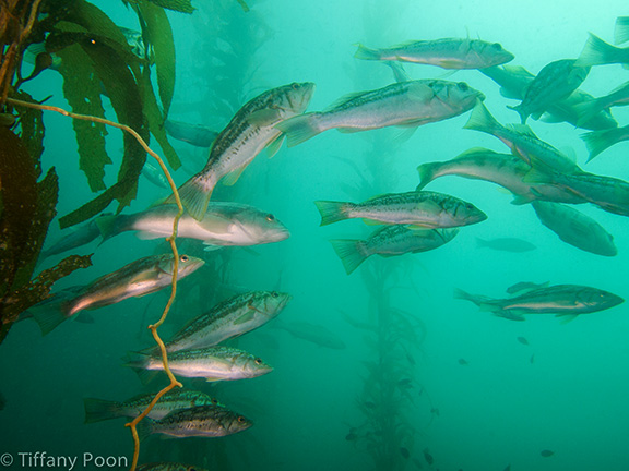 Kelp Bass and Barred Sand Bass