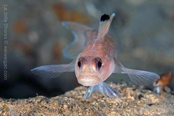 Blackeye Goby