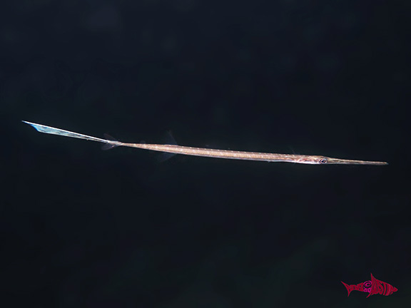 Cornetfish