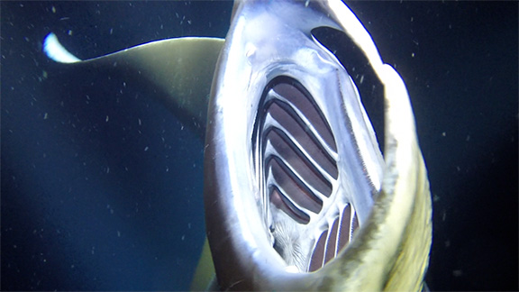 Manta Ray