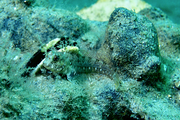 Mussel Blenny