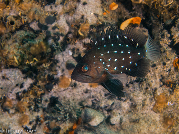 Star-studded Grouper