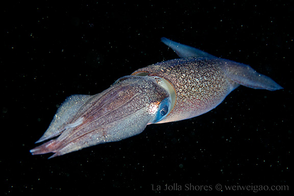 Common Squid