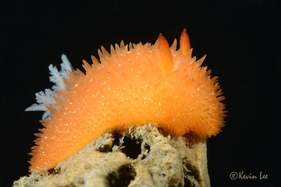 Acanthodoris lutea