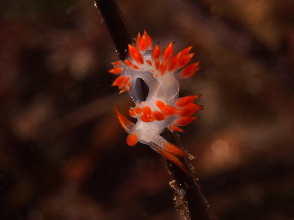 Flabellina trilineata