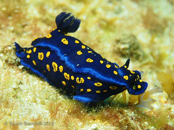 Hypselodoris californiensis