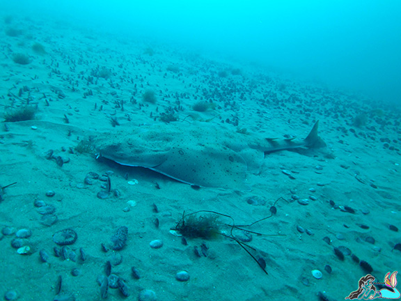 Angel Shark