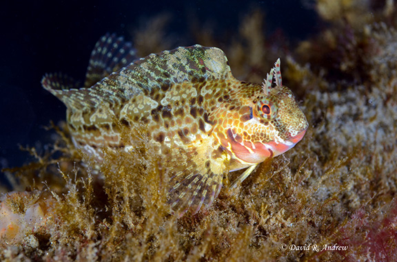 Bay Blenny