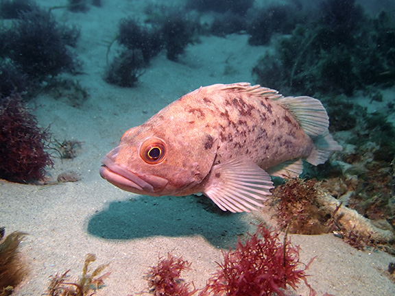 Brown Rockfish