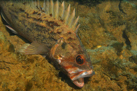 Brown Rockfish