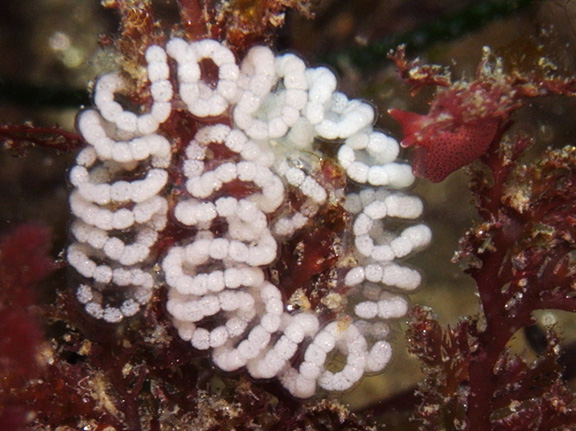 California Sea Hare