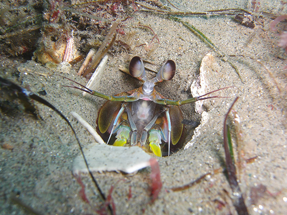 Mantis Shrimp