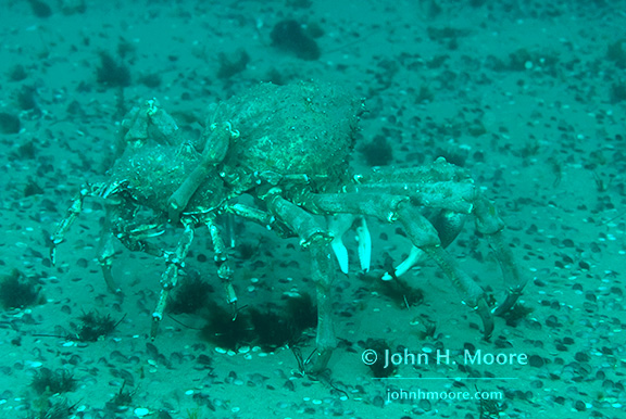 Mating Sheep Crabs