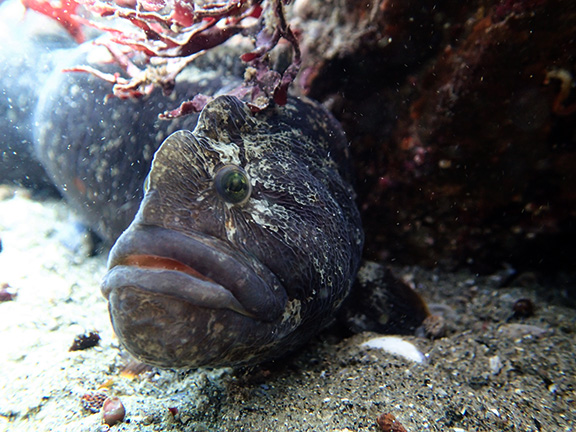 Monkeyface Prickleback