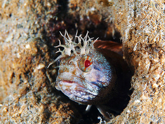 Yellowfin Fringehead