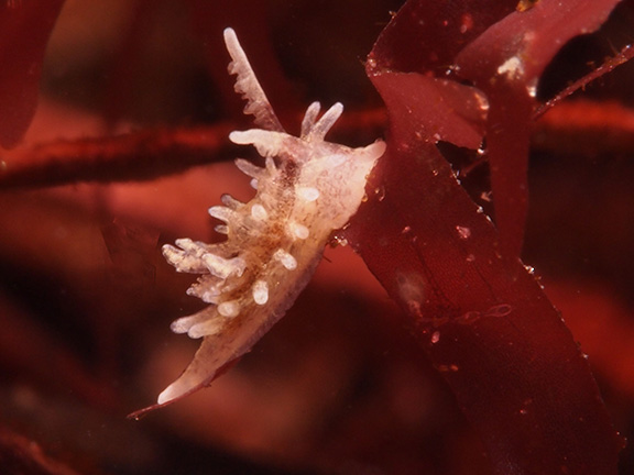 Okenia angelensis