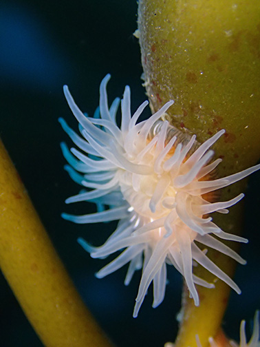 Proliferating Anemone