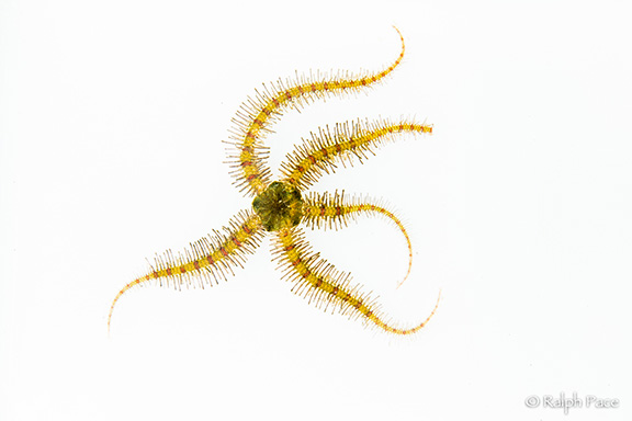 Spiny Brittle Star