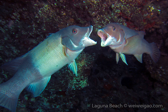 California Sheephead