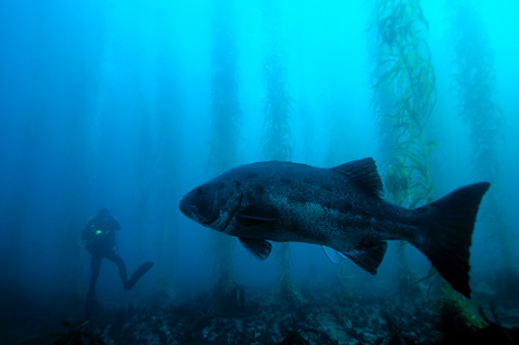 Giant Sea Bass