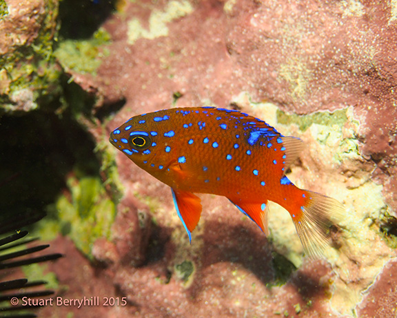 Juvenile Garibaldi