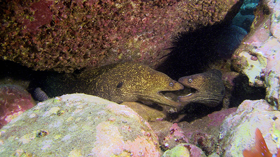 Moray Eels