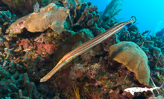 Trumpetfish