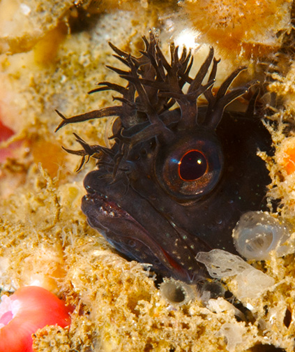 Yellowfin Fringehead